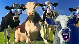 FUNNY COW DANCE 11 │ Cow Song & Cow Videos 2021