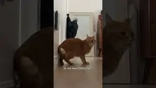 Penny's Jailbreak