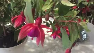 Комнатные цветы.Моя цветущая фуксия в октябре.