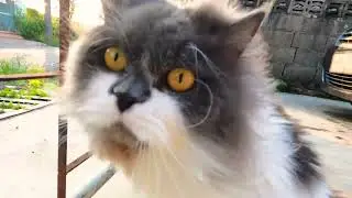 Коты ждут хозяина хозяйку 6 фон для видео скачай Котики обормотики