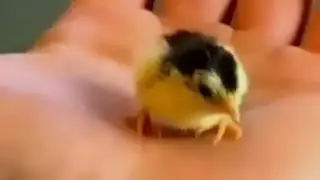 фингер на стол