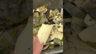 Бесплатная кора