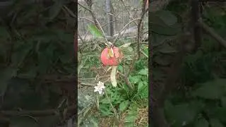 Яблонька запуталась с временем года