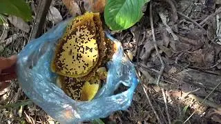Saib Tij laug vws muab  zib muv noj | Watch You Take Honey