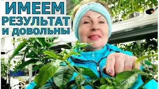 Попробуйте и ваши цветы скажут спасибо. Хороший грунт- всему голова! Время собирать результаты