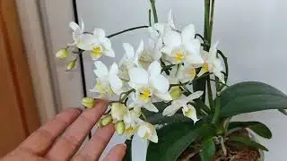 Фаленопсис Софт клауд. Домашнее цветение