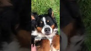 Why dogs don’t stay on earth as long as humans | Senior Bernese Mountain Dog 