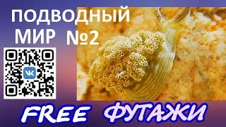 Футаж Подводный мир №2 Океан для видеомонтажа скачать