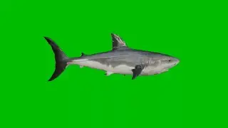 Shark Green Screen - Chroma key Video Footage