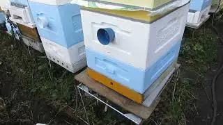 как лучше переводить пасеку с деревянных ульев на ульи ППУ, что покупать сначала, а что попозже