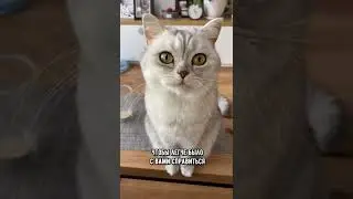 Как понять, что кот хочет тебя убить🙀 ч.2 