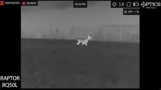 HIKMICRO RAPTOR RQ50L Thermal Fusion Optical IR LRF Binoculars Footage