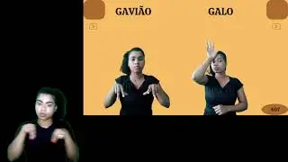 GAVIÃO