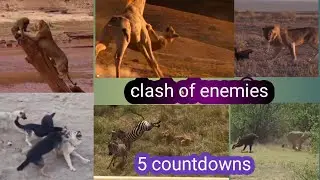 predators vs  predators | 5 countdowns clash of enemies series |  wood animals