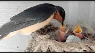 Baby Barn Swallows:  Day 8 - Live Stream