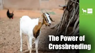 The Power of Crossbreeding