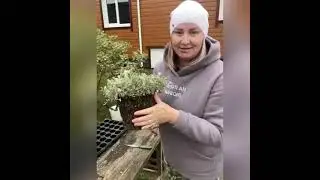 Как сохранить дихондру в зиму, собрать семена и начеренковать