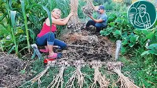 🧄 Когда убирать чеснок в 2024 году 🌱 Уборка чеснока без потери урожая