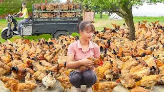 Use 3-wheeled Vehicle Harvesting Many Chicken Goes To Market Sell - Take Care Of Animals