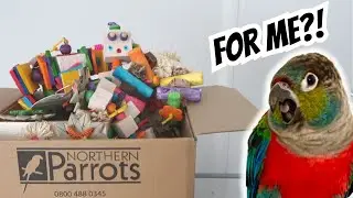 NEW BIRD GETS NEW TOYS! Northern Parrots Unboxing | BirdNerdSophie AD