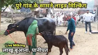 पूरे गांव के सामने लाइव मिल्किंग || लाखू बूआना, पानीपत ( वेदपाल मलिक ) LIVE MILKING