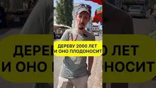 Албания и оливки  #албания