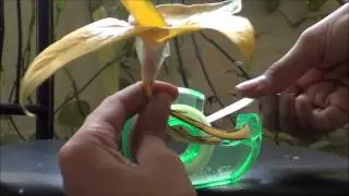 SCTA presents- How to make reused flower with ripe leaves and how to use left over leaves