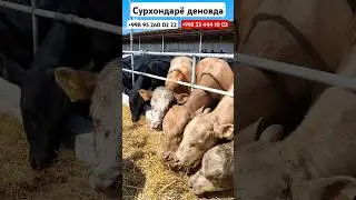 ЗОТИ АНГУС АБЛИКОЛ МАНЗИЛ СУРХОНДАРЁ ДАСТАФКА БОР
