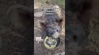 Pig Sits for His Supper #shorts #kunekune #pigs