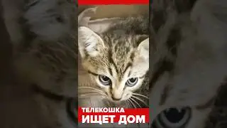 Телекошка ищет дом