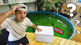 We got MYSTERY FISH for 5,500G POND!!