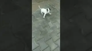 play with my puppy 😍🥰 #shorts #SHORT 2022