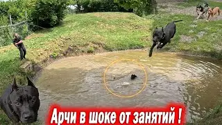 Первая тренировка питбуля Арчи в озере на удочку с Кими. Отпустил Колобка и Линду к Арчи !!!