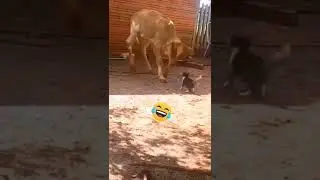 What happens when a cat hits a cow? #SHORTS