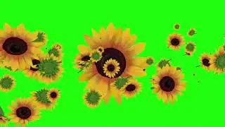 Sunflower In  Green Screen Video Background