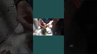 Питайя _ Pitaya _ апунция.
