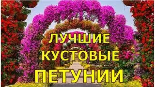 Лучшие серии КУСТОВЫХ ПЕТУНИЙ? Чем они привлекательны? Где сажать и зачем?