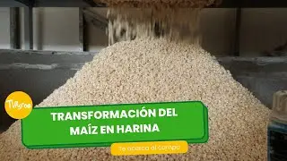 Transformación del maíz en harina  - TvAgro por Juan Gonzalo Angel Restrepo