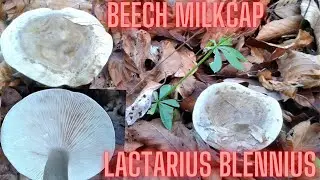 Beech milkcap (Lactarius blennius) Bukova mliječnica