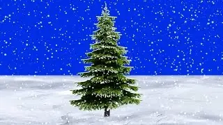 Snow falling slowly in front of pine tree - Blue Screen
