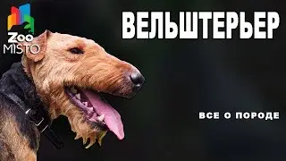 Вельштерьер - Все о породе собаки | Собака породы - Вельштерьер