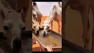 Забота о слабых