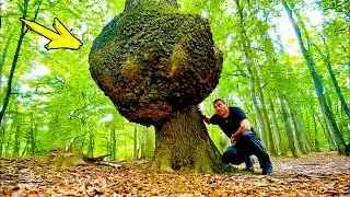 The man noticed a huge bump on the tree. What he saw inside amazed him!