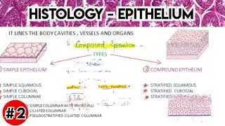 Epithelium - Histology | Next Neet pg