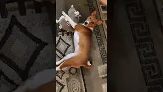 Ля ты крыса! Хищник басенджи. Собака наказала крысу 