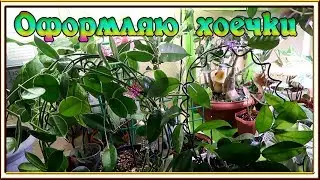Покупки для растений / Супер опоры, крабики, кашпо и др.