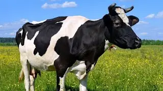 Cow Sound - Cow Mooing - Cow Sound Effect