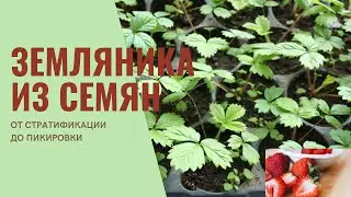 Выращивание земляники из семян. От стратификации до первой пикировки. Огород.