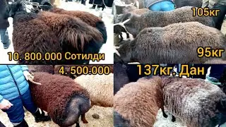 Сурхандарё сариосиё катта хисори кучкор бозори