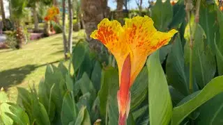 Sultan Gardens Resort 5* Шарм Эль Шейх !!! Обзор отеля  октябрь 2021